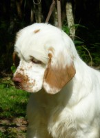 /album/clumbersbrasil-com-br/fidelia-6meses-03-jpg/